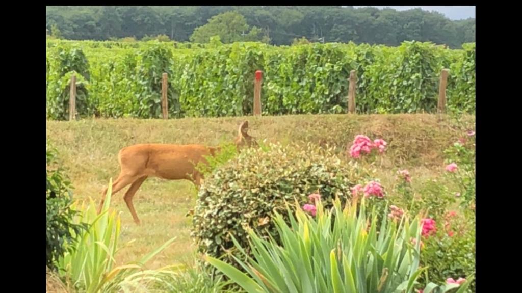 Avre de Paix au milieu des Vignes