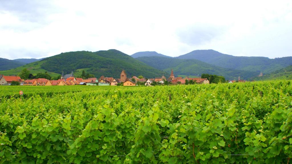 Chambre d'Hotes Le Vogelgarten