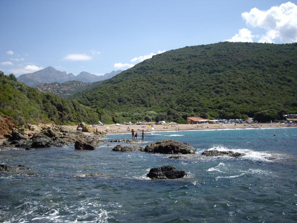 Les Asphodèles