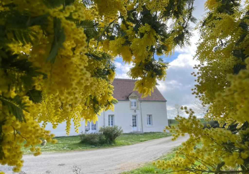 Les mimosas