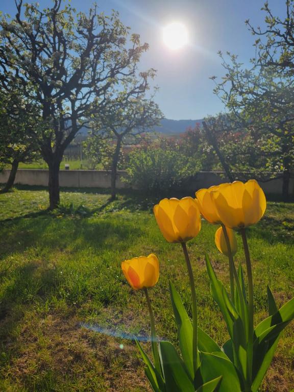 Studio aux pieds des vignes